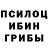 Псилоцибиновые грибы мицелий PANAILA KOTANOVA